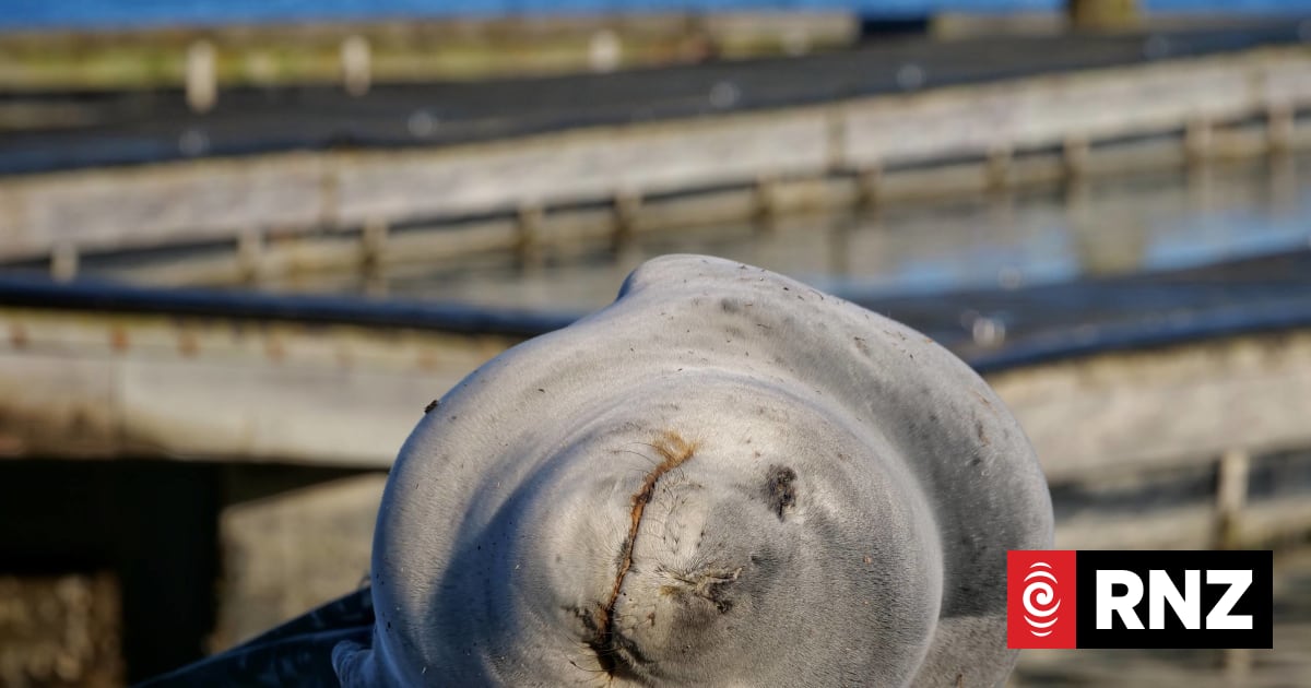 Snoozing leopard seal leads to cordoned off area at busy Tauranga boat ramp