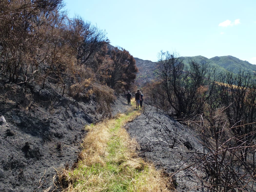 Port Hills fire damage:Ohinetahi Bush Reserve