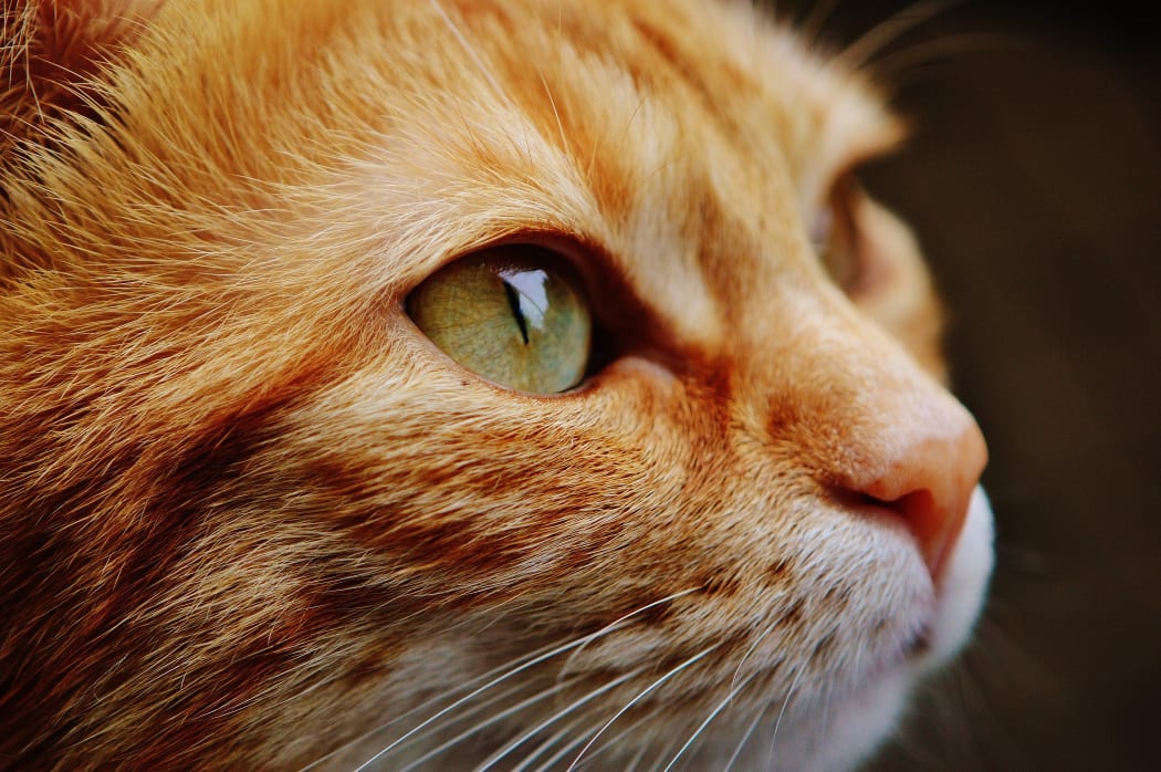 ginger cat