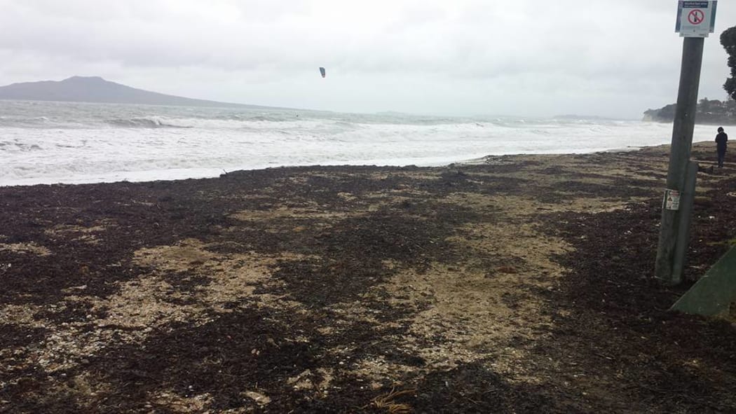 Seaweed washed up on Takapuna Beach.