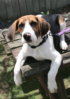 One of the trainee harrier hounds