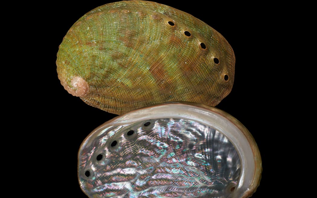 Manawatāwhi pāua
