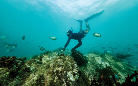 A man wearing a snorkel, mask and flippers dives down to a bare rock and uses an implement to scrape a kina sea urchin off the rock into a mesh bag, that is now full to the brim with kina. About four fish swim around the freediver, with more visible in the soft blue of the ocean in the backgorund.