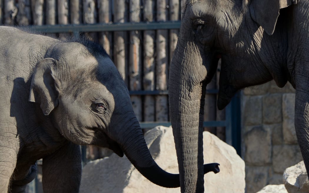 A mother-daughter pair at the Budapest zoo on the day of the baby's second birthday.