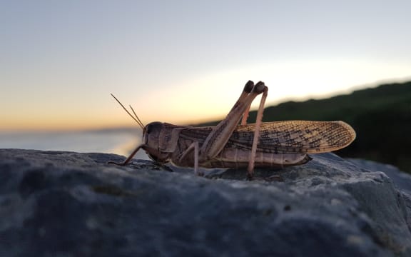 Twilight locusts