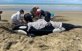 Young orca being helped in Hawke's Bay