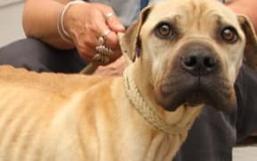 Fewer than 0.5 per cent of complaints to the SPCA lead to prosecutions last year.