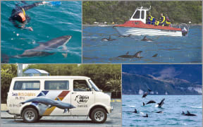 Images of the early years of Dolphin Encounter.