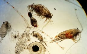 Zooplankton play a much bigger role than previously thought.