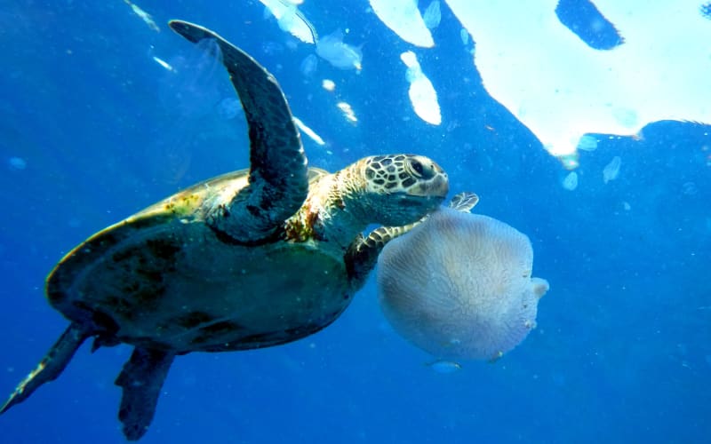 Govt announces plans to reverse the decline in Australia's environment ...
