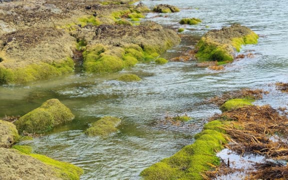 Caulerpa growing on rocks in the Bay of Islands.