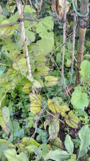 A picture of some leaves, which are the growing ube plants.