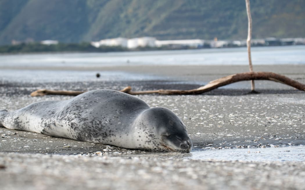 A leopard seal spotted on the beach at Petone, Lower Hutt, on 8 September, 2022.