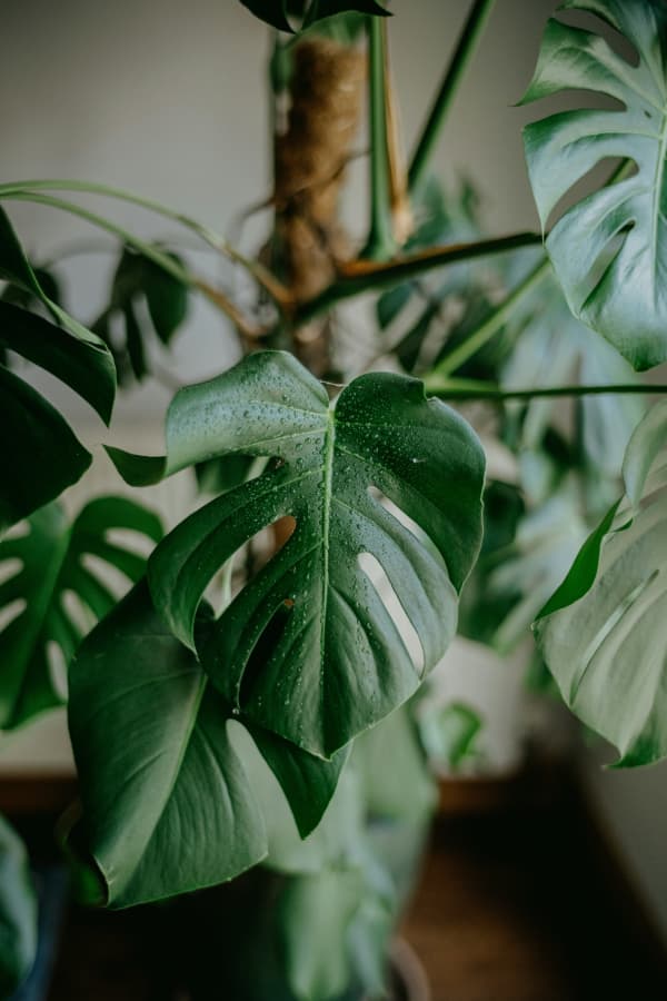 A glistening green houseplant.