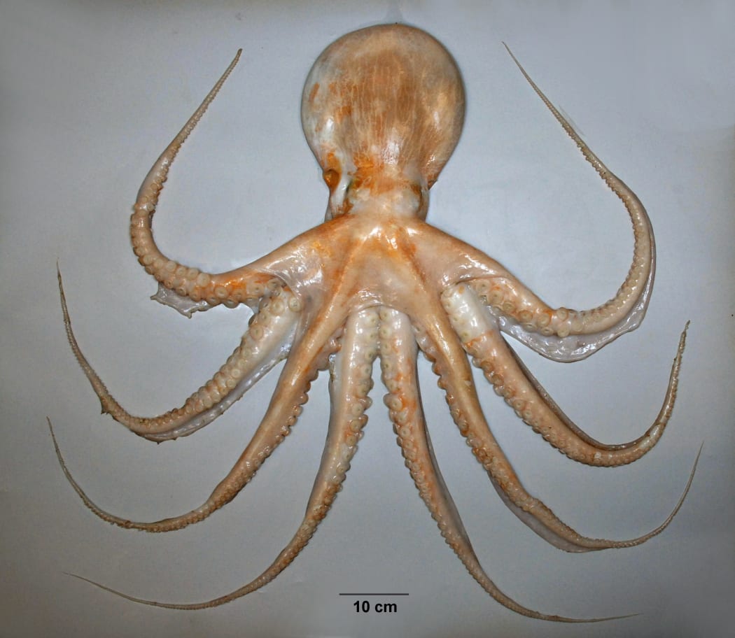 E_zealandicus