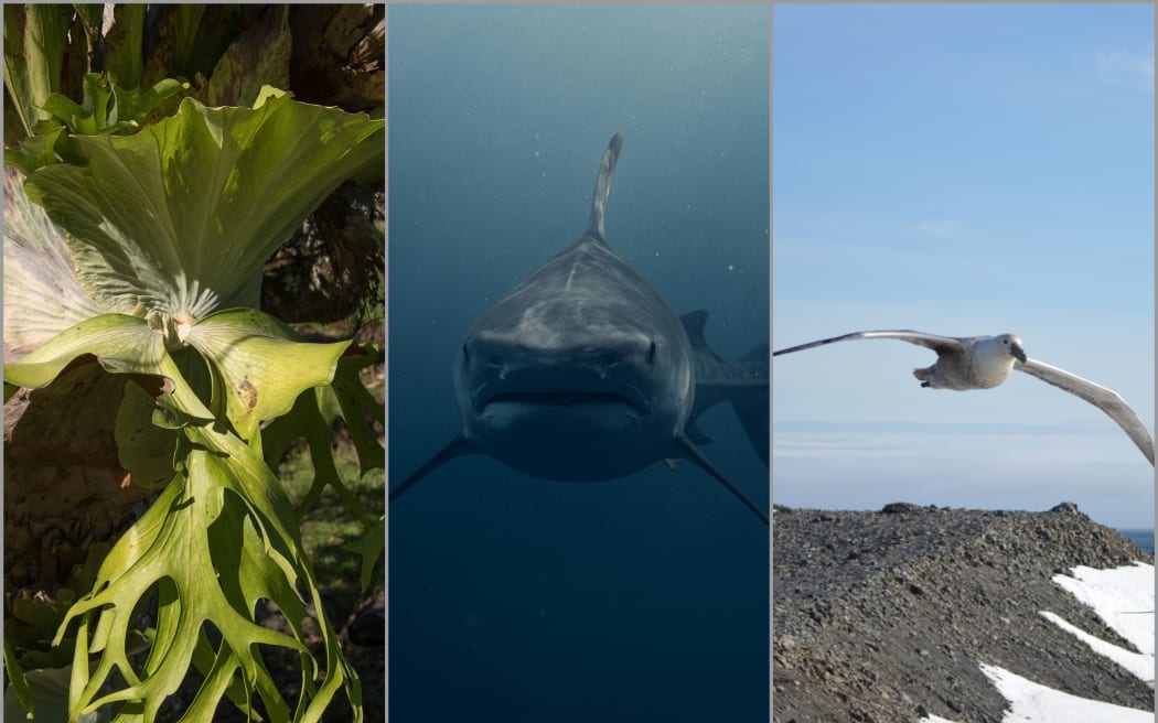 Three photos: Staghorn fern, great white, petrel