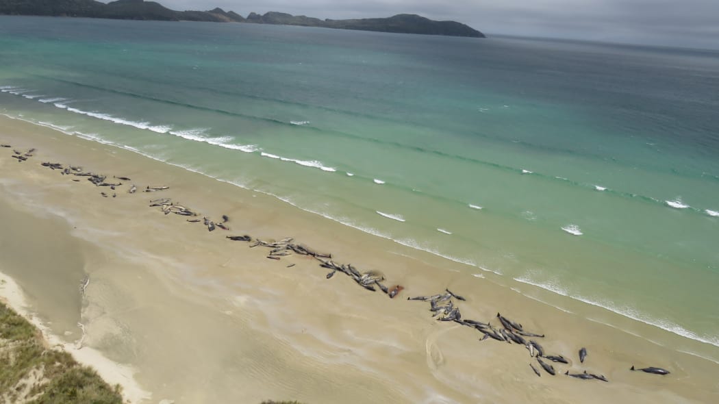 Mass pilot whale stranding at Rakiura/Stewart Island