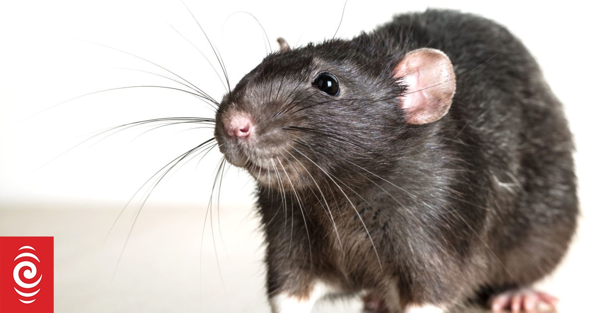 First Union: Szczury w Dunedin South Odliczanie Problemy ze zdrowiem i bezpieczeństwem