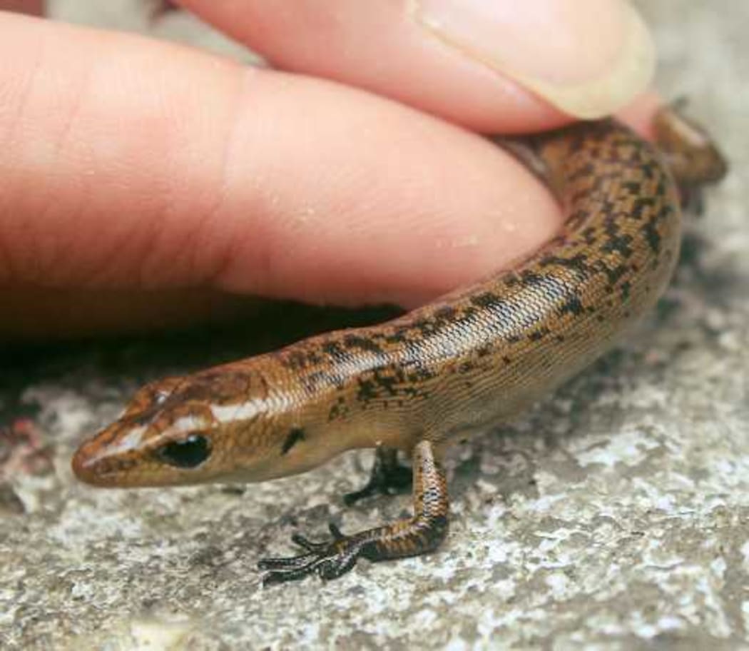 The Olive Tree skink.