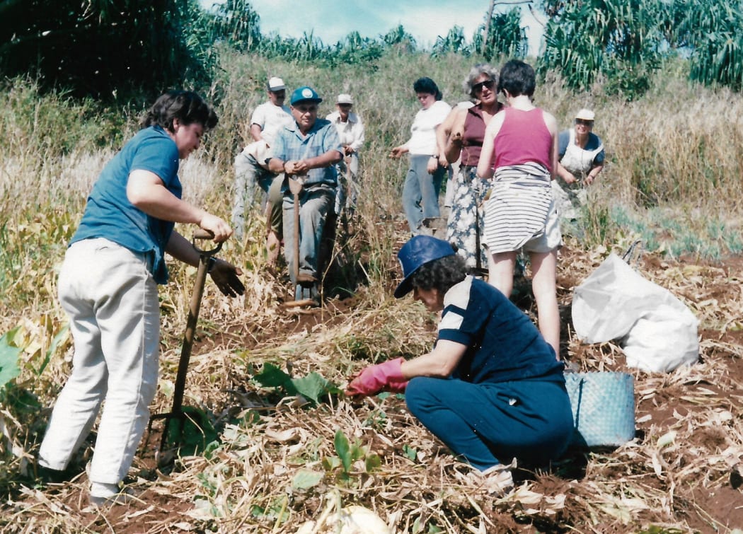 Pitcairn community digging arrowroot, 1991