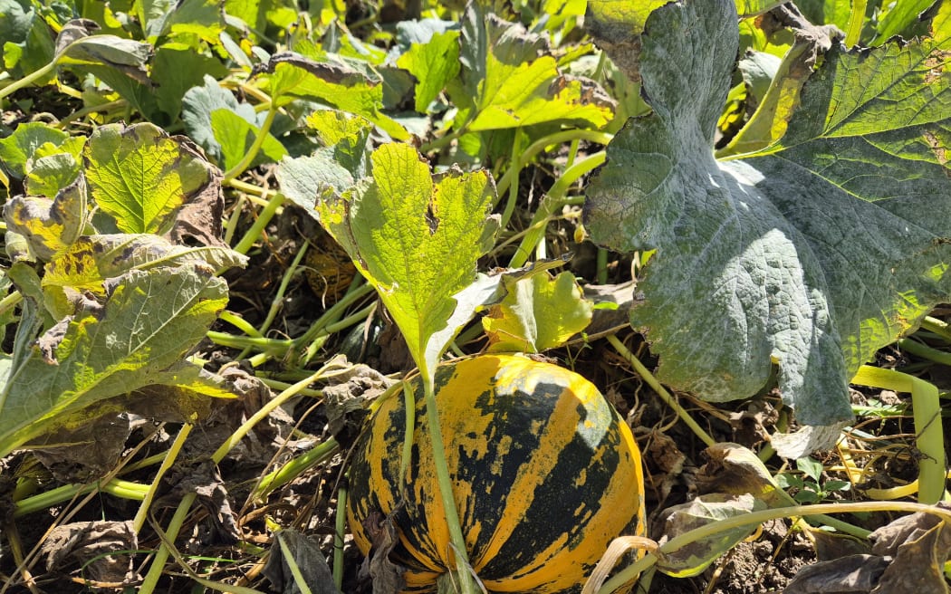 The football pumpkins start out green like courgettes, gradually turning gold.