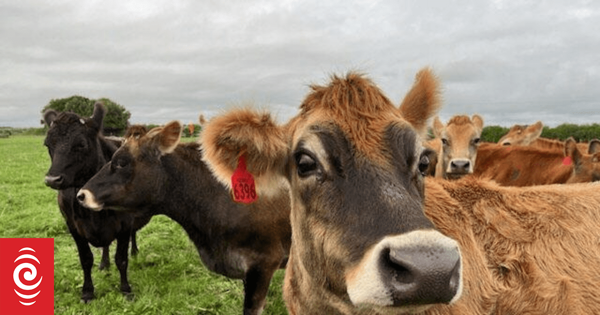 Country Life: On the Farm | RNZ News