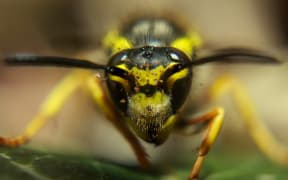 An extreme close-up of a wasp. A wasp, Hymenoptera.