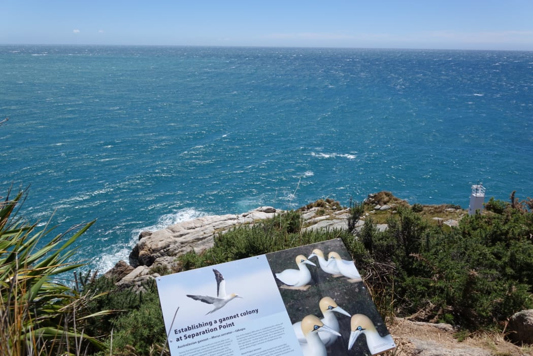 Separation Point, the site of the new gannet colony in Abel Tasman National Park.