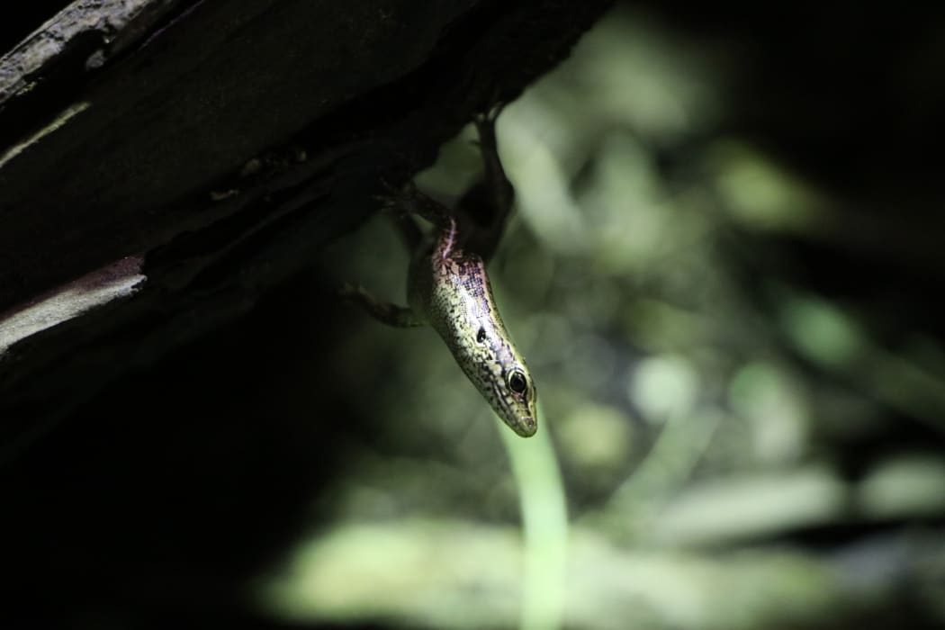 Fallas Skink upside down