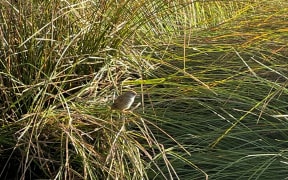 Mātātā Fern bird spotted in Taupō Swamp near Plimmerton.