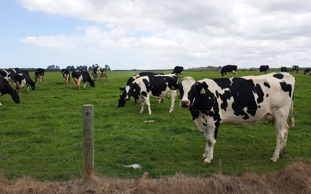 cows