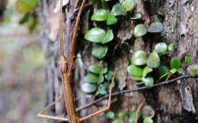 Smooth stick insect