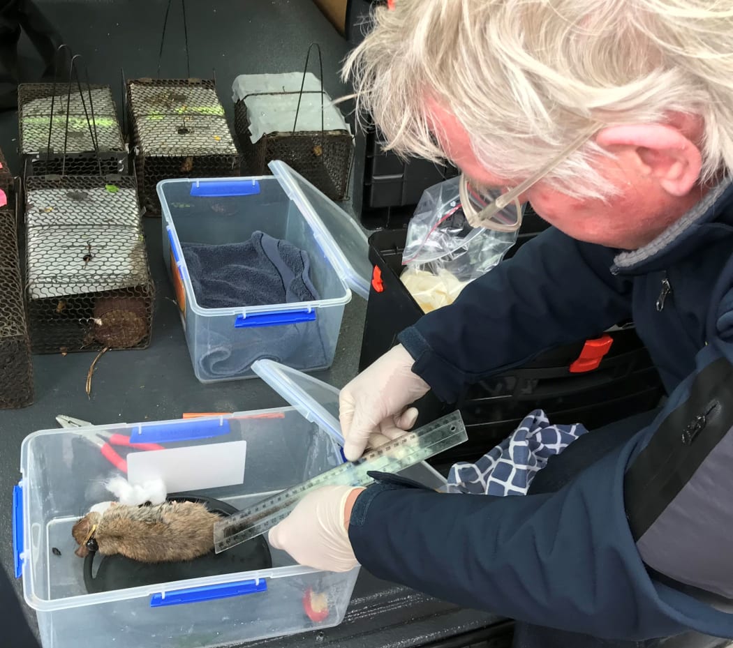 Wellington Zoo vet Craig Pritchard measures the long tail of a male ship rat, fitted with a radio tracking collar.