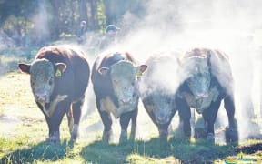 Bulls for sale.