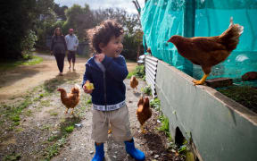 Tūkapua Sannyasi feeds the chickens at Tapu Te Ranga marae watched by his mother Pare (back left) and father Enoch.