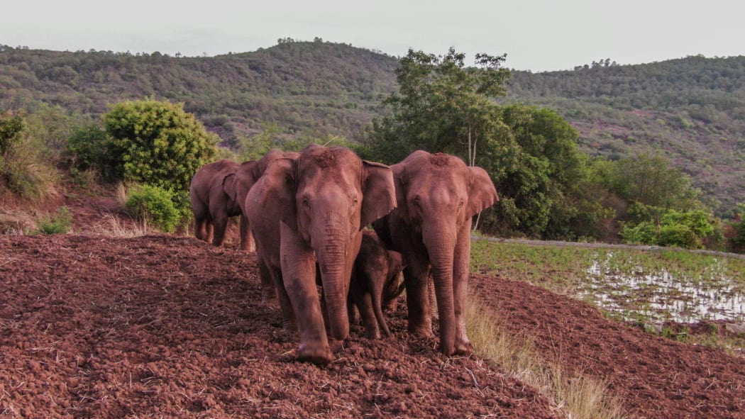 Aerial photo taken on June 6, 2021 shows wild Asian elephants in Jinning District of Kunming, southwest China's Yunnan Province.
