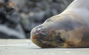 Owha the seal is now recovering from her wound.