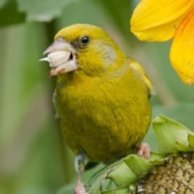 Photo for Greenfinch