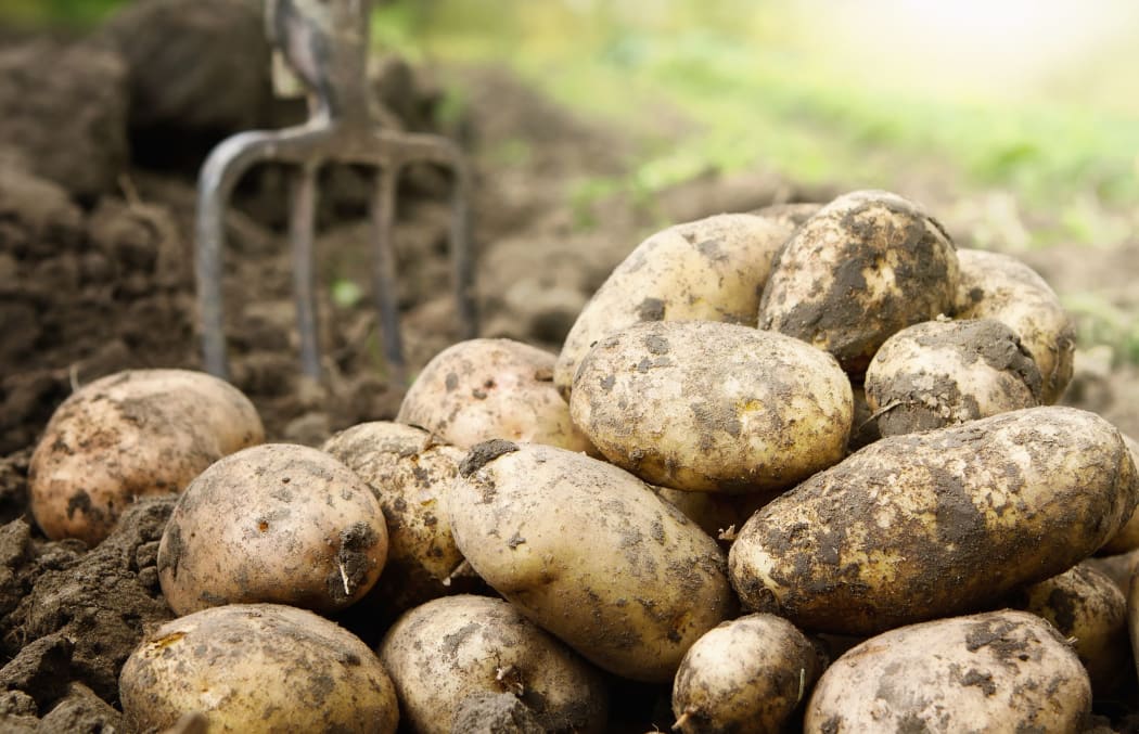 potato farming