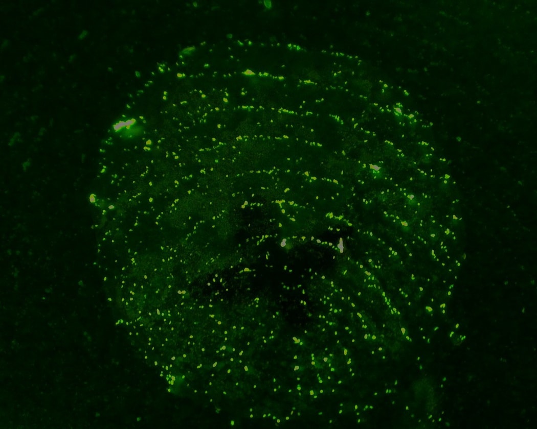 The amount of DNA that fingerprints carry depends on the person and other factors such as how long ago they washed their hands.