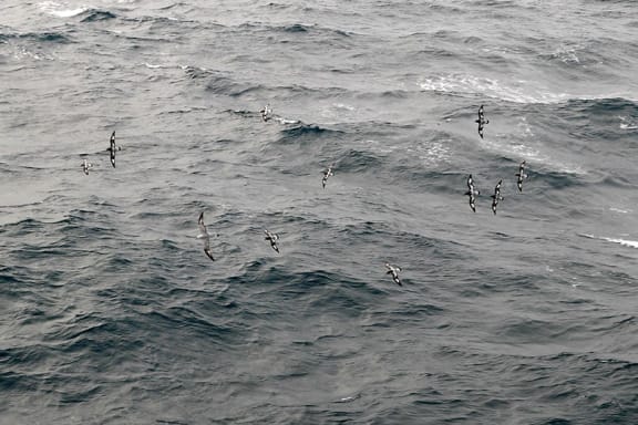 4lidjax cape petrel 1 jpg