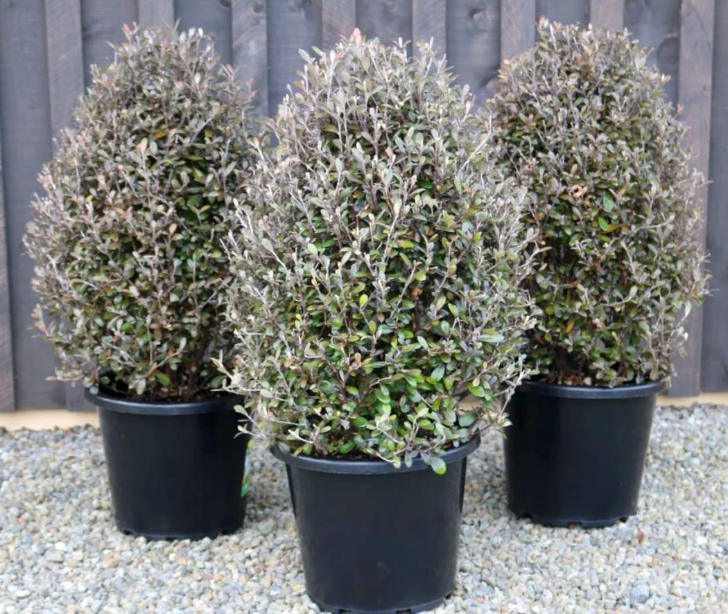 Corokia x virgata 'Frosted Chocolate' topiary pots