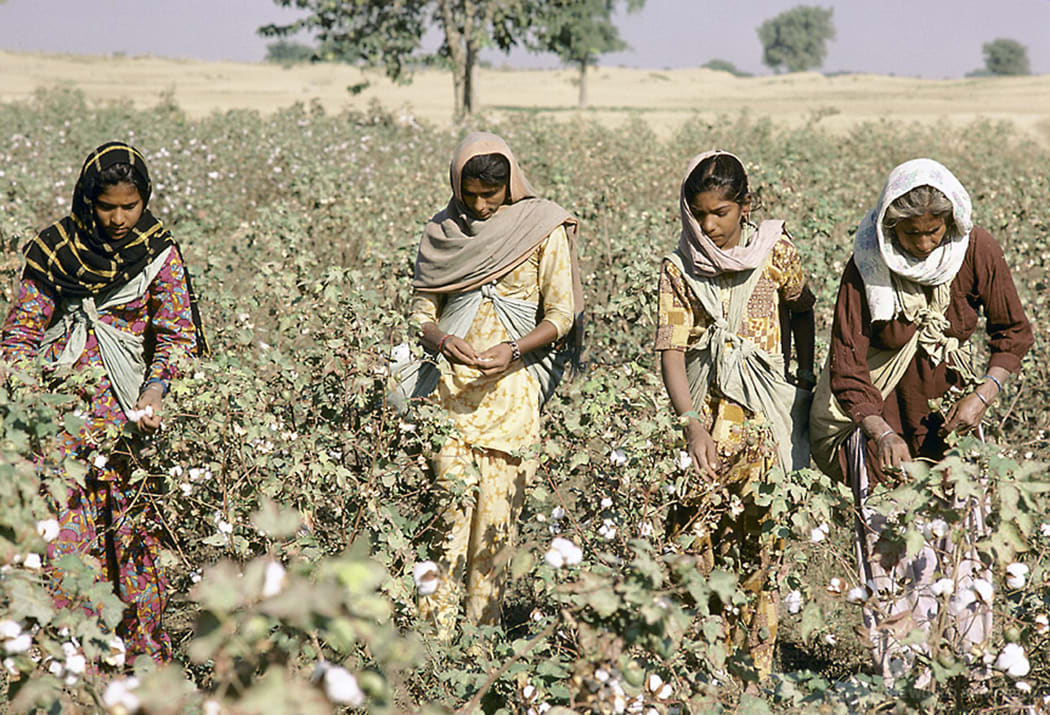 A cotton farm in India.