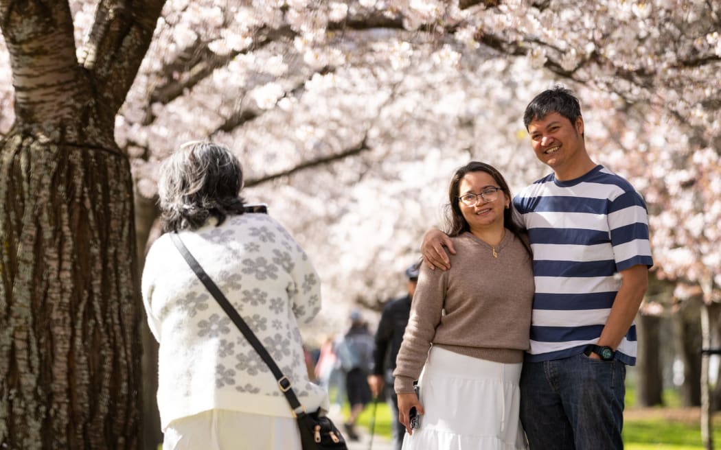 Hagley Park cherry blossoms