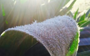 The morning frost in Martinborough captured by Jared Gulian.