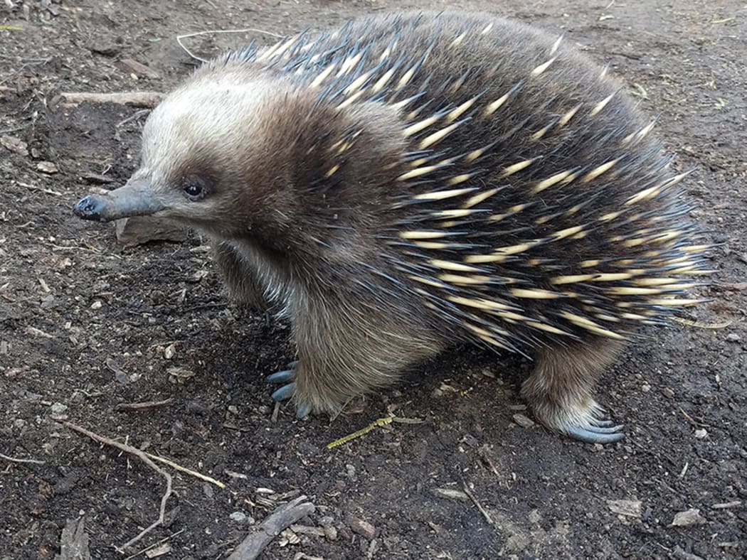 Echidna
