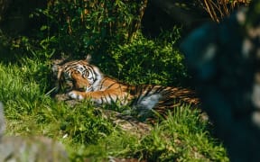 Auckland Zoo's Sumatran tiger Zayana.