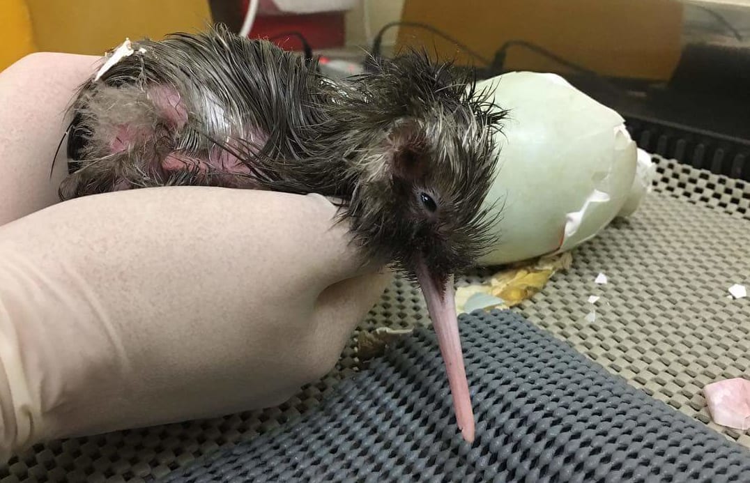 Eggnog took five days to hatch.