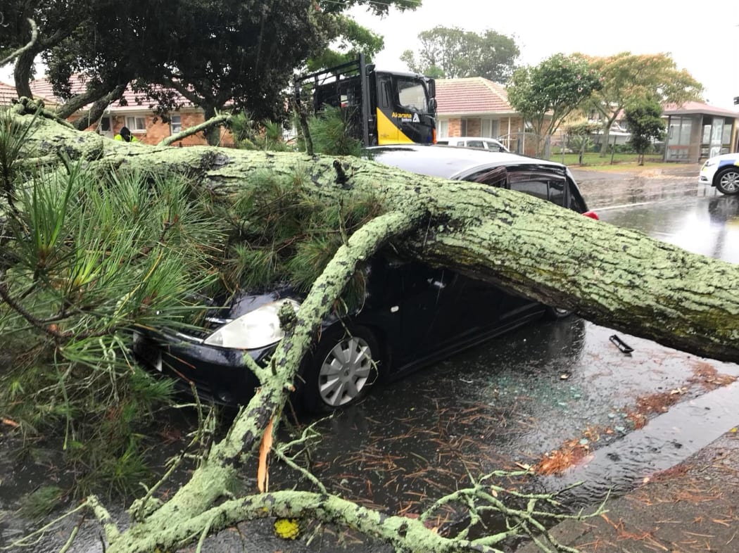 The driver of this car in Otahuhu had a lucky escape when a large pine tree fell on her vehicle.