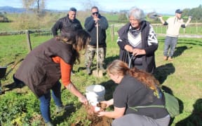 Ngāti Apakura is harvesting kūmara from its traditional whenua for the first time in 160 years.